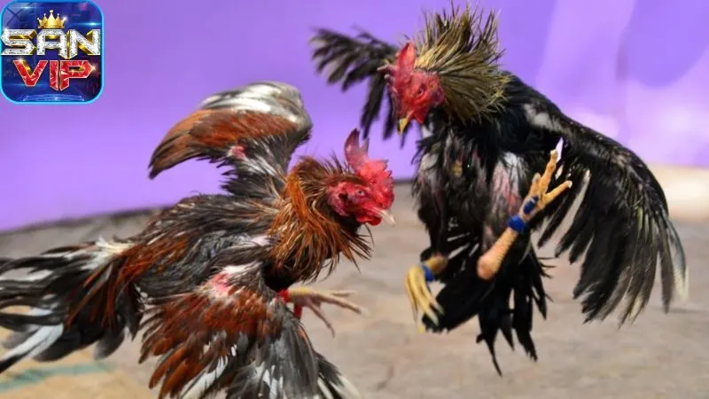 sanh-da-ga-cock-fighting:-gioi-thieu-tong-quan