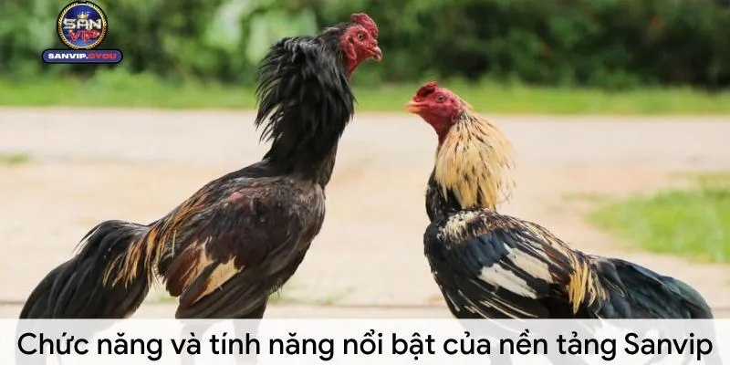 da-ga-sanvip-chuc-nang