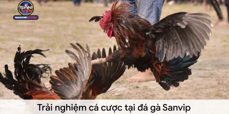 da-ga-sanvip-trai-nghiem