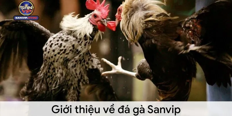 da-ga-sanvip-gioi-thieu